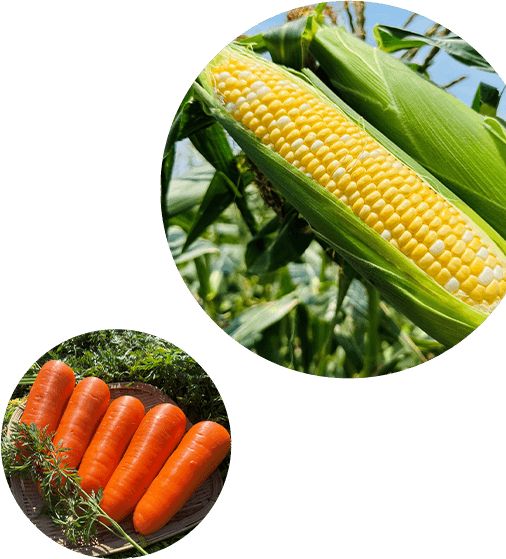 野菜ってこんなにおいしい！一口で野菜が好きになる